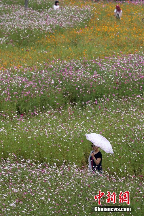 Sch?ne blühende Galsang-Blumen auf Universit?tscampus in Nanjing