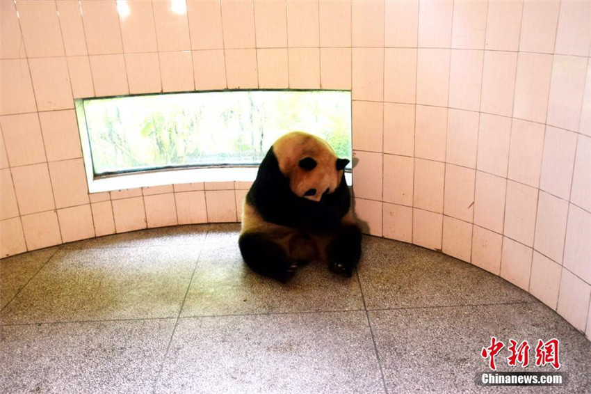Erstes Panda-Baby von gefangener Mutter und wildem Vater