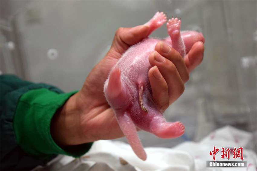 Erstes Panda-Baby von gefangener Mutter und wildem Vater
