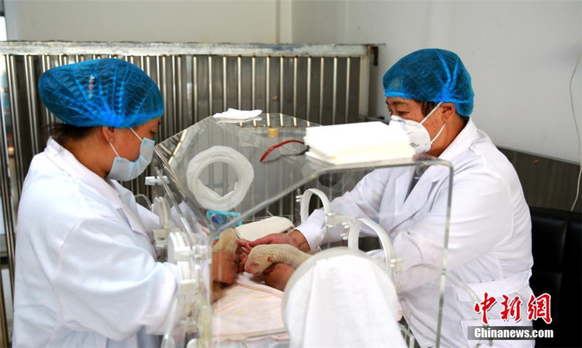 Eisb?r-Mutterglück in Shandong