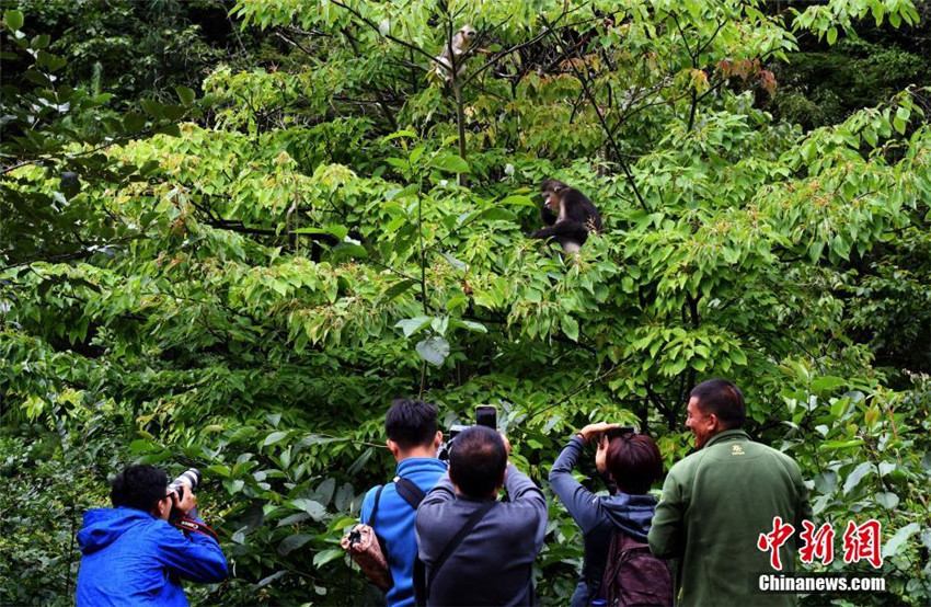 Nationalpark für goldene Affen in Shangri-La