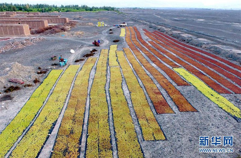 Trauben trocknen in Turpan