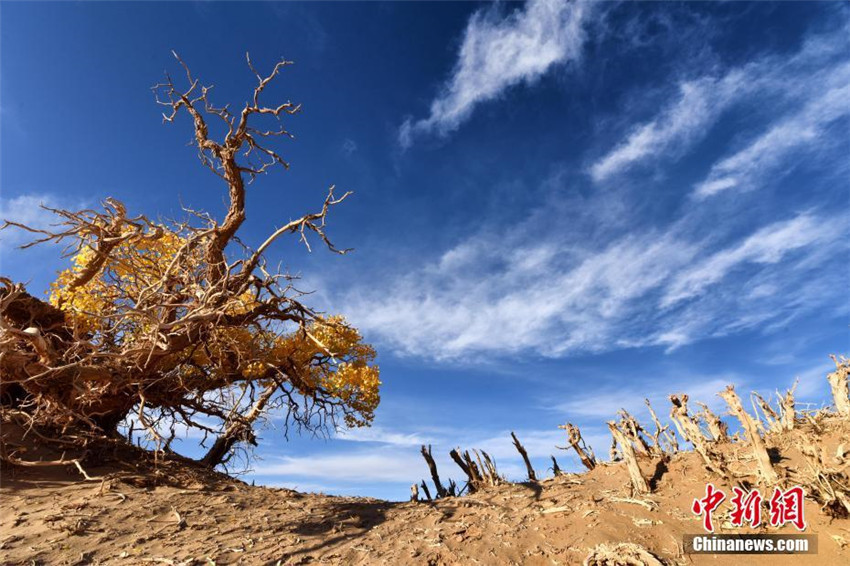 Qinghai: Beste Beobachtungszeit für Tugaiw?lder