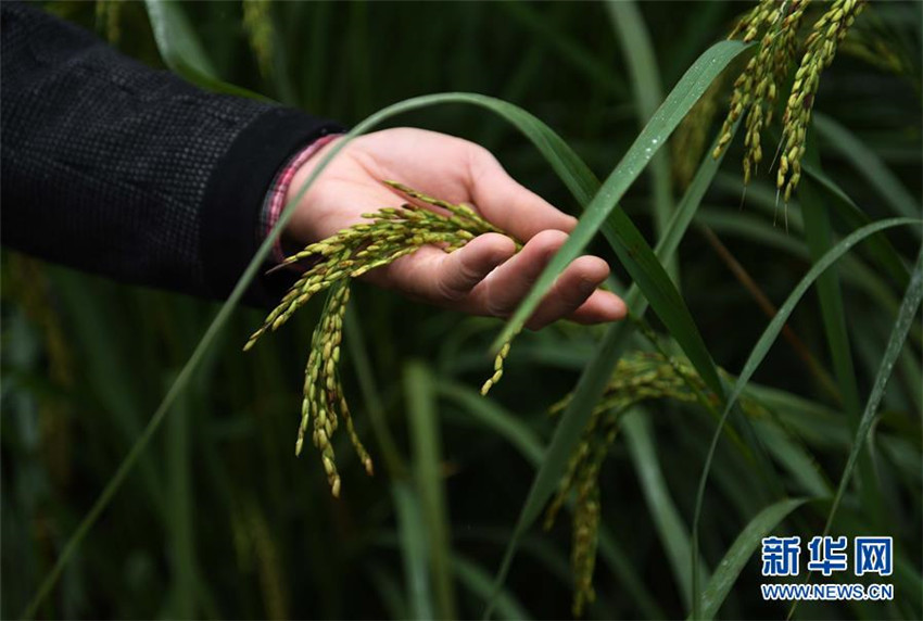 Chinesische Akademie der Wissenschaften entwickelt ?Riesenreis“-Sorte