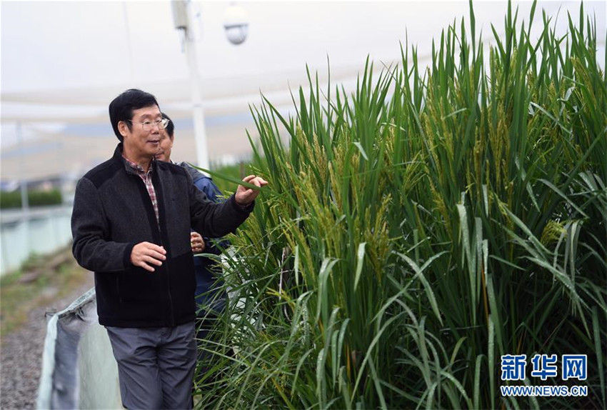 Chinesische Akademie der Wissenschaften entwickelt ?Riesenreis“-Sorte