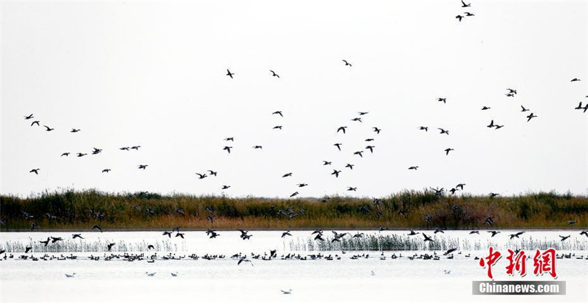 Chinas gr??ter Salzsee zieht zahlreiche Wildv?gel zur überwinterung an