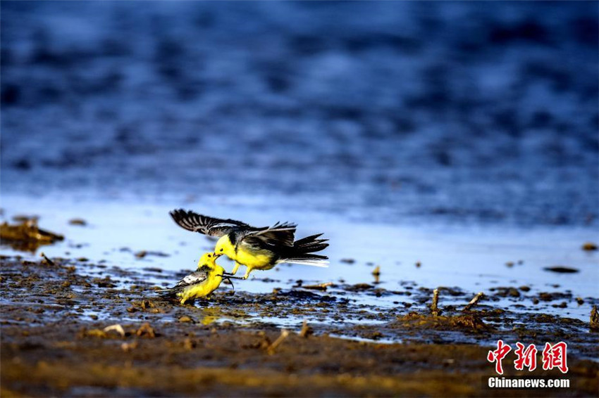 Chinas gr??ter Salzsee zieht zahlreiche Wildv?gel zur überwinterung an
