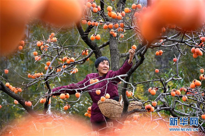 Kaki-Ernte in Shandong