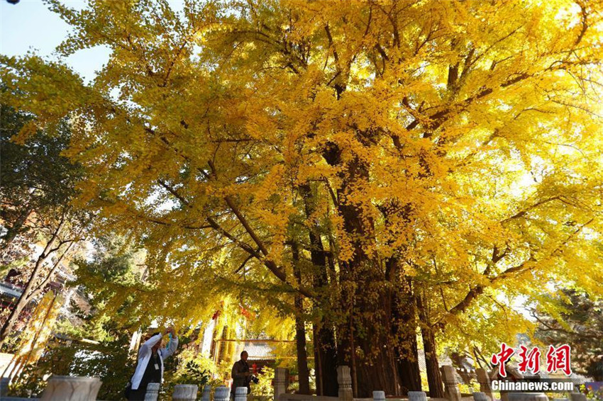 Faszinierender Herbst in Beijing