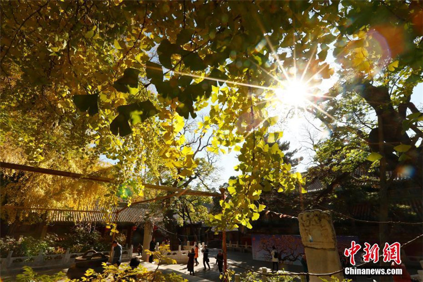 Faszinierender Herbst in Beijing