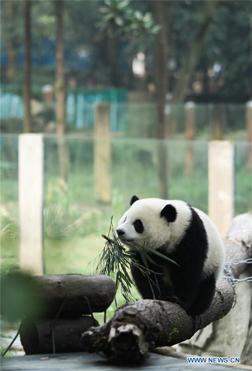 Glückliches Leben der Riesenpandas im Chongqing-Zoo