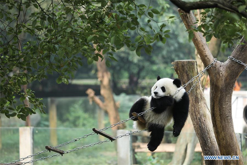 Glückliches Leben der Riesenpandas im Chongqing-Zoo