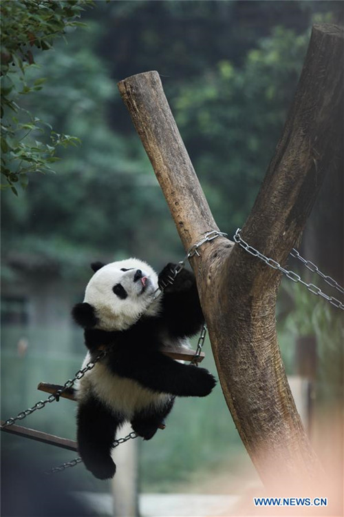 Glückliches Leben der Riesenpandas im Chongqing-Zoo