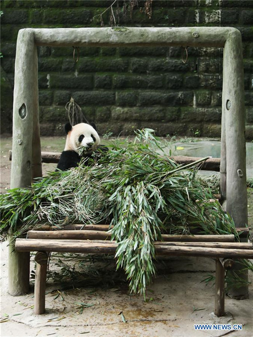 Glückliches Leben der Riesenpandas im Chongqing-Zoo