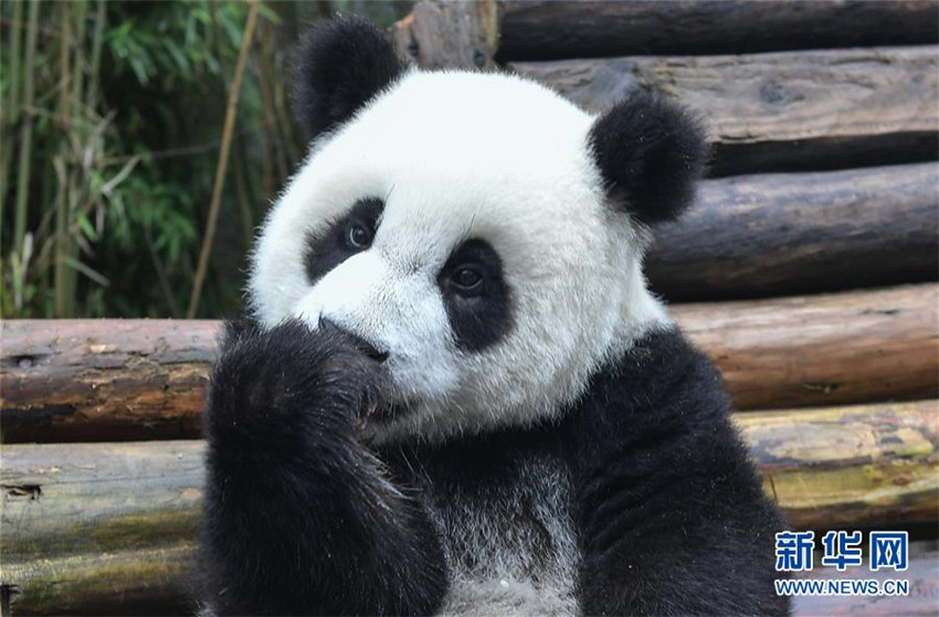 Zahl der gefangenen Pandas erreicht 520 weltweit