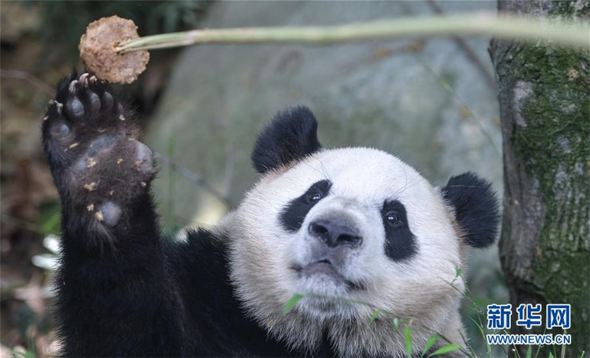 Zahl der gefangenen Pandas erreicht 520 weltweit