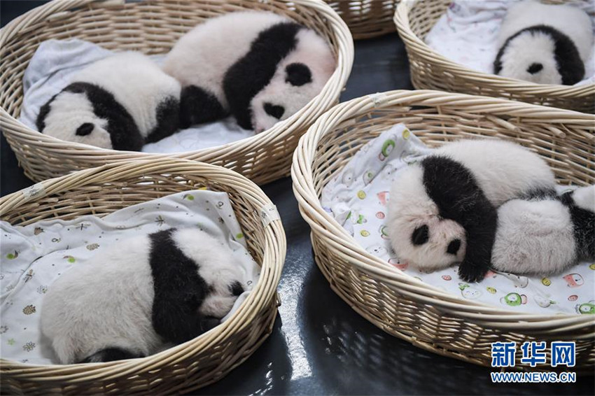 Zahl der gefangenen Pandas erreicht 520 weltweit