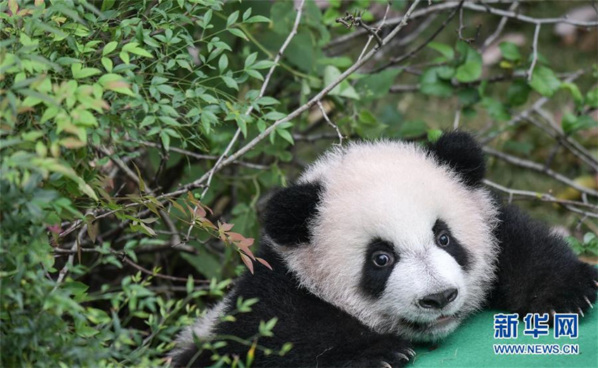 Zahl der gefangenen Pandas erreicht 520 weltweit