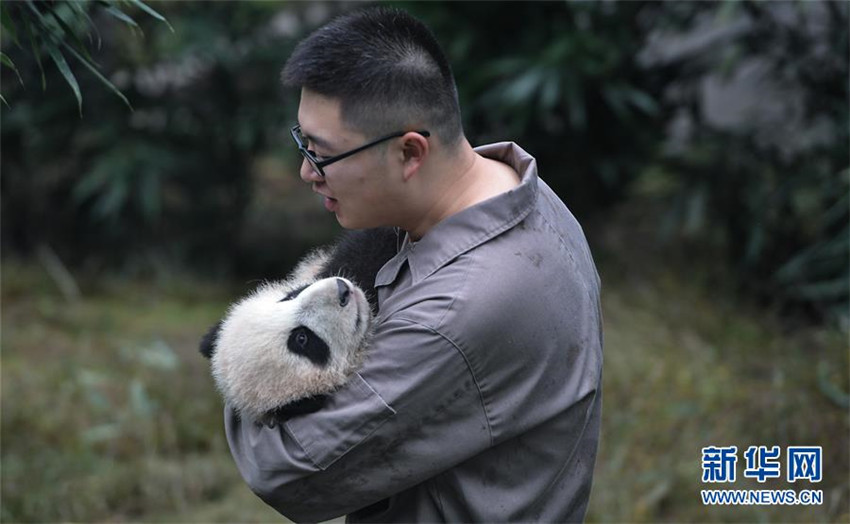 Zahl der gefangenen Pandas erreicht 520 weltweit