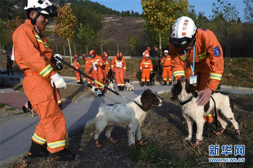 Wettbewerb für Spürhunde in Jinan
