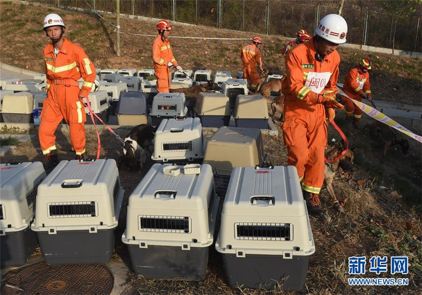 Wettbewerb für Spürhunde in Jinan