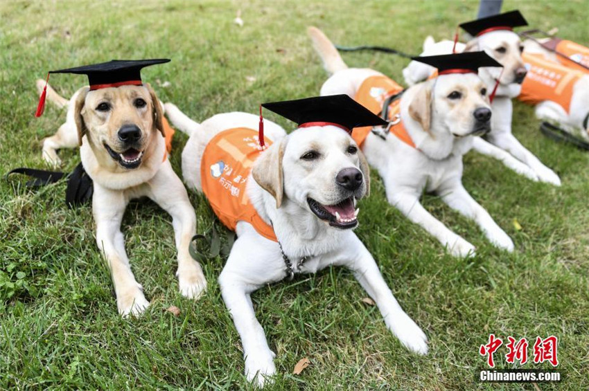 Chinesische Blindenhund-Basis in Guangzhou hat erste ?Absolventen“