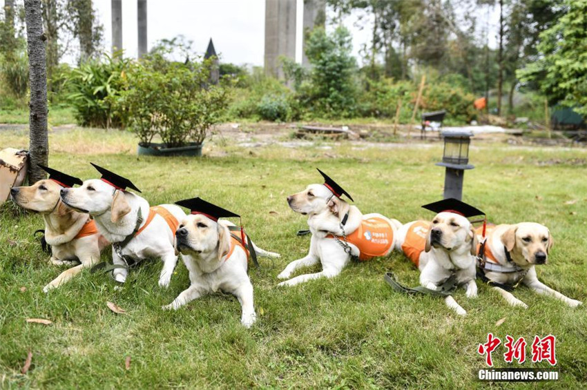 Chinesische Blindenhund-Basis in Guangzhou hat erste ?Absolventen“