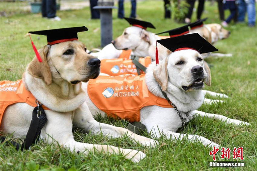 Chinesische Blindenhund-Basis in Guangzhou hat erste ?Absolventen“