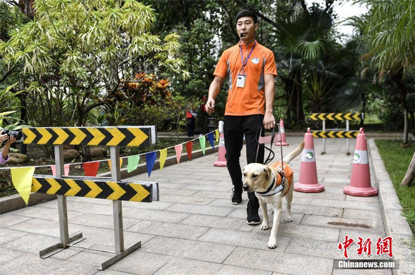Chinesische Blindenhund-Basis in Guangzhou hat erste ?Absolventen“
