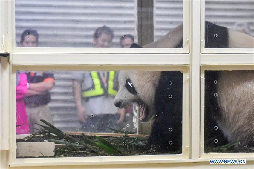 In Malaysia geborenes Panda-Junges fliegt zurück nach China