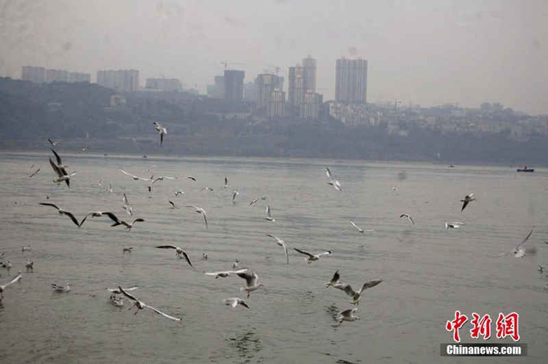 Lachm?wen aus Sibirien überwintern in Luzhou