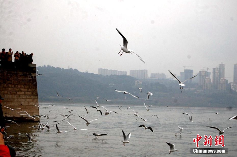 Lachm?wen aus Sibirien überwintern in Luzhou