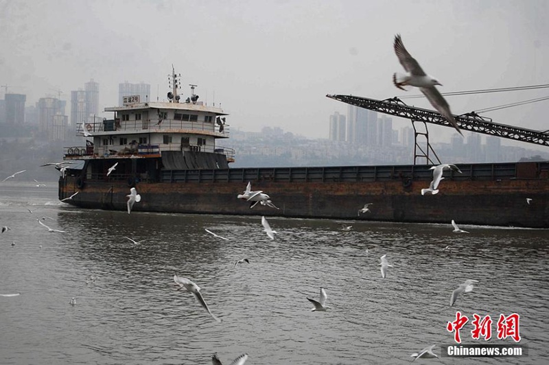 Lachm?wen aus Sibirien überwintern in Luzhou