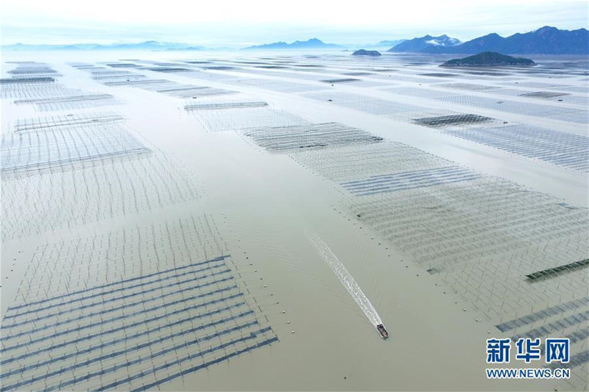 Purpurtang-Ernte in der südchinesischen Provinz Fujian
