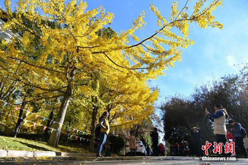 Ginkgob?ume verzaubern Yunnan-Universit?t