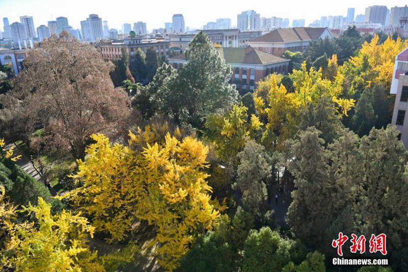 Ginkgob?ume verzaubern Yunnan-Universit?t
