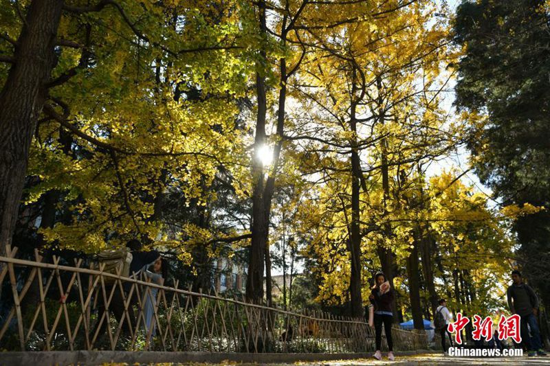 Ginkgob?ume verzaubern Yunnan-Universit?t