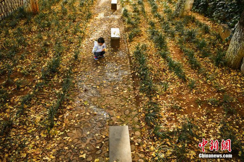 Ginkgob?ume verzaubern Yunnan-Universit?t
