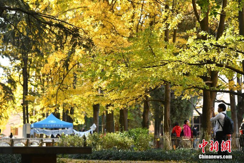Ginkgob?ume verzaubern Yunnan-Universit?t