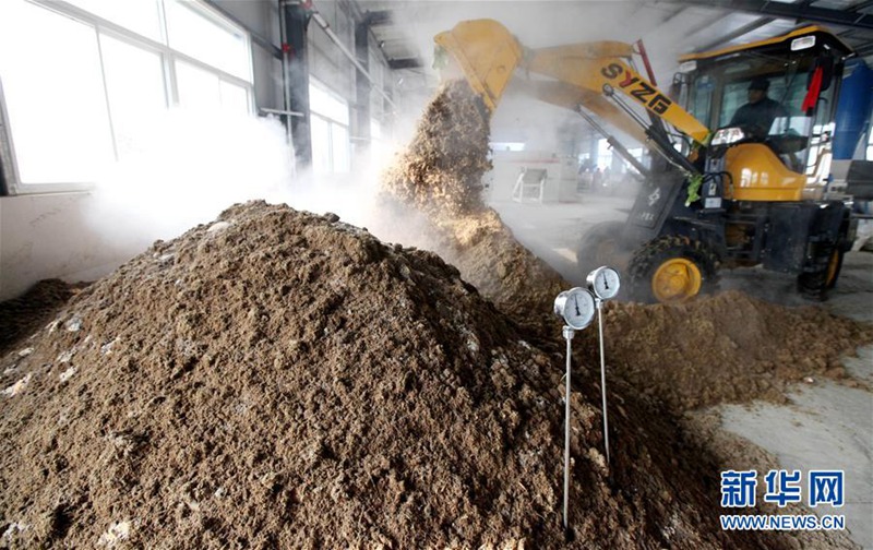 Aussortierter Kohl wird zum ?Schatz“