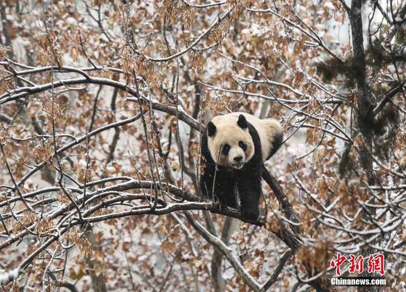 Panda freut sich über ersten Schnee