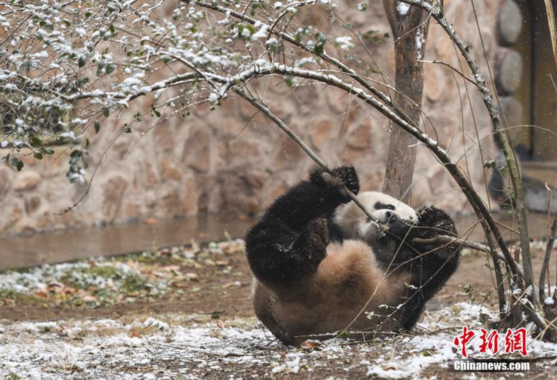 Panda freut sich über ersten Schnee