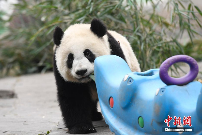 Niedliche Panda-Babys in Sichuan