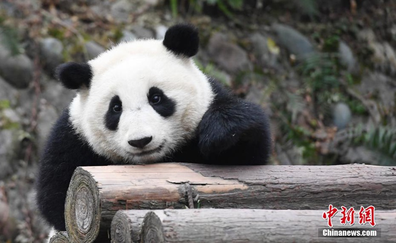 Niedliche Panda-Babys in Sichuan