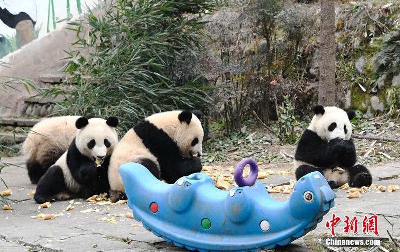 Niedliche Panda-Babys in Sichuan