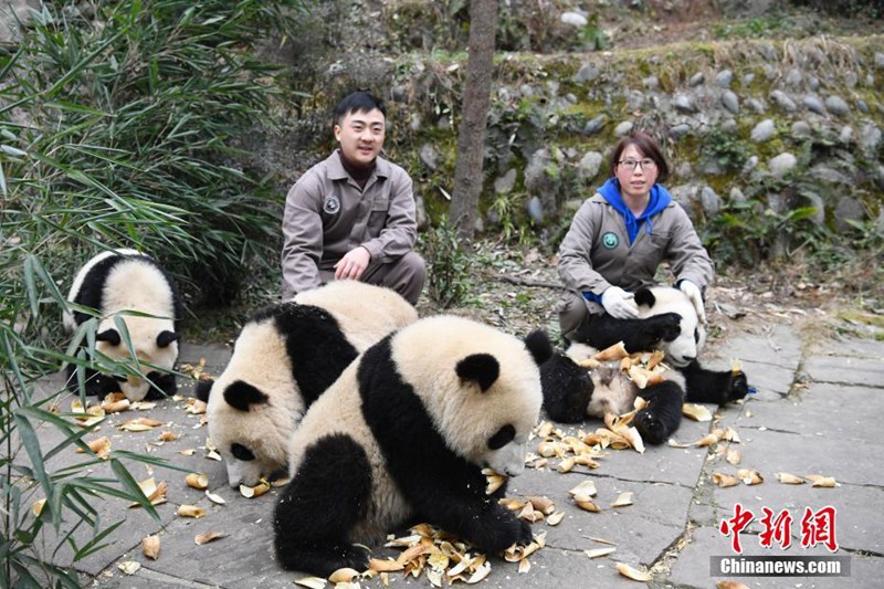 Niedliche Panda-Babys in Sichuan
