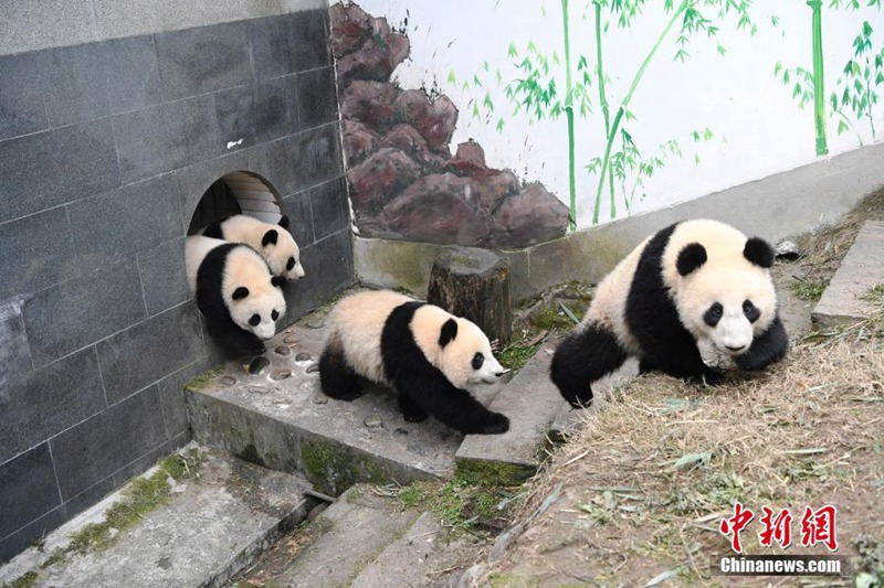 Niedliche Panda-Babys in Sichuan