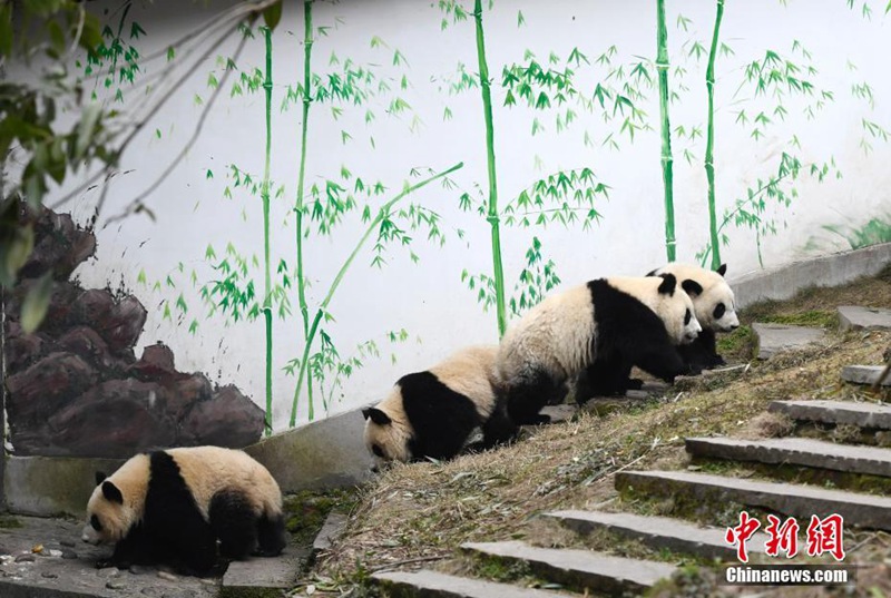 Niedliche Panda-Babys in Sichuan