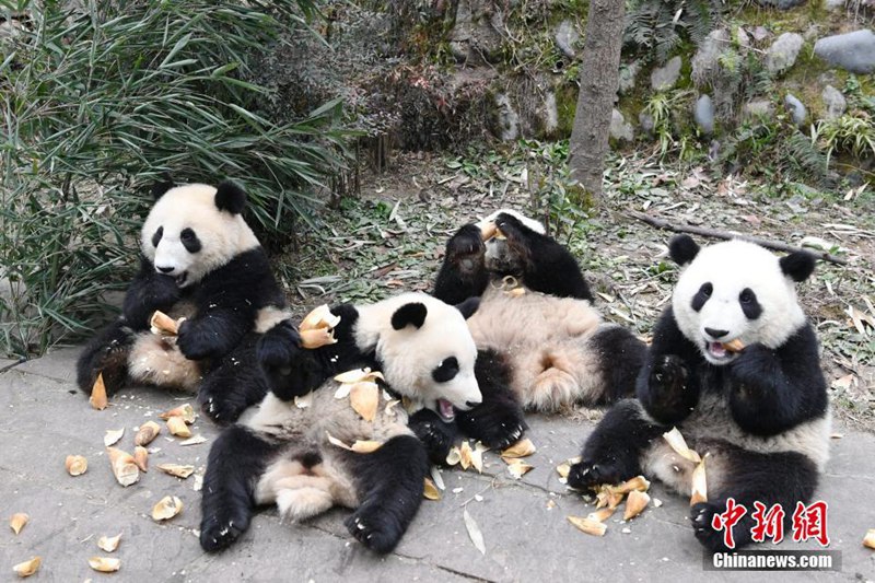 Niedliche Panda-Babys in Sichuan