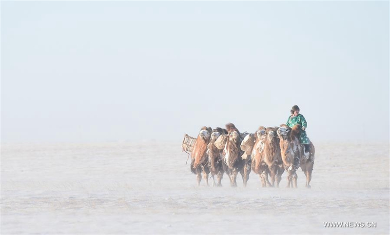 Kamelmesse in der Inneren Mongolei
